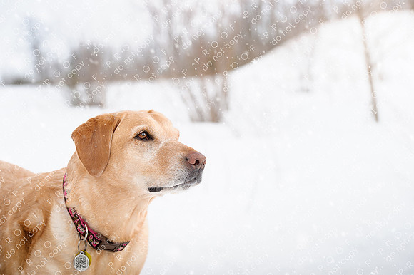 molly weisbrod-74 with snow