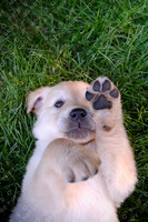 windrow puppies
