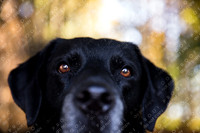 toby
