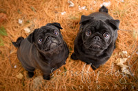 carling & mackelin
